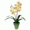 Baumgartens Exotic Flowers