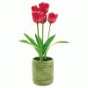 Baumgartens Everyday Flowers